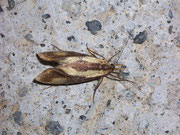 Oecophoridae (Faulholzmotten)