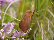 Malacosoma alpicola (Alpiner Ringelspinner, Weibchen) / CH TI Serravalle, Alpe di Prou 2000 m, 27. 07. 2017