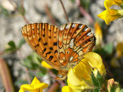 Boloria euphrosyne (Veilchen-Perlmuttfalter) /CH TI Onsernonetal (Schweizerseite) 950 m, 25. 06. 2013