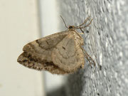 Thera variata (Veränderlicher Nadelholzspanner, derselbe Falter wie vorher) / CH BE Hasliberg 1050 m, 08. 09. 2012