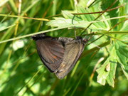 Erebia oeme lugens (Doppelaugen-Mohrenfalter) / CH BE Hohgant 1800 m, 30. 07. 2012