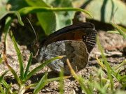 Erebia tyndarus (Schillernder Mohrenfalter) / CH GR Surselva Sedrun-Valtgeva 1548 m, 17. 09. 2012