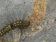 Nudaria mundana (Blankflügel-Flechtenbärchen, Raupe beim Fressen an Flechte) / CH BE Hasliberg 1050 m,  28. 05. 2020