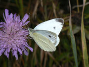 Pieris rapae (Kleiner Kohlweissling, Männchen) / VS Grimentz 1600 m, 11. 10. 2010