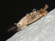 Dahlica triquetrella (Dreikant-Zwerg-Sackträger) / CH BE Hasliberg 1050 m, 09. 05. 2015 (mit Eiern oder Parasiteneiern (?)