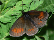 Erebia melampus (Kleiner Mohrenfalter, Männchen) / CH VS Turtmanntal 1980 m, 14. 07. 2010