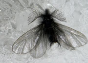 Ptilocephala plumifera (Fächerfühler-Sackträger) / CH VS Jeizinen-Brentschen 1314 m, Felsensteppe, 31. 01. 2011