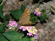 Argynnis pandora (Kardinal) / Griechenland Kreta Hinterland von Pirgos 200 m, 15. 09. 2010