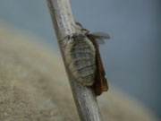 Orgyia antiqua (Schlehen-Bürstenspinner) / CH BE Hasliberg 1060 m, 01. 07. 2018 Paarung