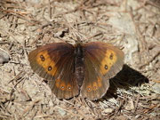 Erebia montana / CH VS Törbel Törbeltälli 2300 m, 08. 08. 2016