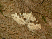 Xanthorhoe montanata (Schwarzbraunbinden-Blattspanner) / CH BE Hasliberg 1240 m 03. 06. 2014