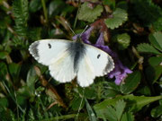 Anthocharis cardamines (Aurorafalter, Weibchen) / CH BE Hasliberg 1050 m, 04. 05. 2013