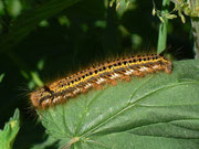 Euthrix potatoria (Grasglucke, Trinkerin) / CH VD Grande Gariçaie bei Ostende 435 m, 05. 06. 2012