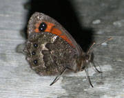 Erebia montana / CH TI Mergugno 1060 m, 03. 08. 2010
