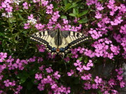Papilio machaon / CH BE Hasliberg