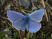 Polyommatus bellargus (Himmelblauer Bläuling, Männchen) / CH VS Val d'Anniviers St-Luc Tignousa 2170 m, 11. 10. 2012