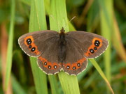 Erebia aethiops (Graubindiger Mohrenfalter, Weibchen) / CH BE Hasliberg 1050 m, 08. 08. 2013