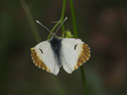 Anthocharis euphenoides (Gelber Aurorafalter, Weibchen) / Frankreich Nìmes Garrigue 146 m, 01. 05. 2010