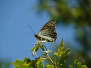 Argynnis pandora (Kardinal) / VS Ardon, Montau 850 m, 09. 07. 2021