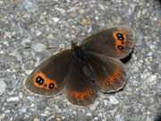 Erebia aethiops (Graubindiger Mohrenfalter, Weibchen) / CH BE Hasliberg 1050 m, 21. 08. 2010