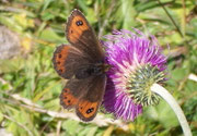 Erebia montana / Italien Aostatal Valpelline Alp Chamen, 10. 08. 2005