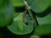 Cydalima perspectalis (Buchsbaum-Zünsler) / CH BE Hasliberg 1050 m, 19. 08. 2023 (junge Raupe)