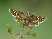 Pyrgus malvoides (Kleiner südlicher Würfelfalter) / E Girona - Figueres, Besalù 151 m, 09. 05. 2012