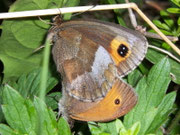 Erebia aethiops (Graubindiger Mohrenfalter, Weibchen Paarung mit Maniola jurtina-Männchen!!!!) / CH BE Hasliberg 1050 m, 29. 07. 2007