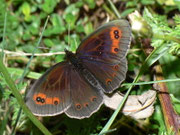 Erebia aethiops (Graubindiger Mohrenfalter, Männchen) / CH TI Val Collo Bogno 1100 m, 25. 07. 2011