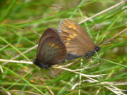 Erebia melampus (Kleiner Mohrenfalter) CH TI Serravalle Alpe di Prou 2000 m, 27. 07. 2017