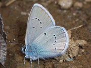 Polyommatus semiargus