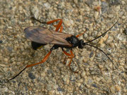 Trogus lapidator