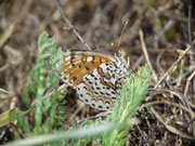 Melitaea didyma (Roter Scheckenfalter) / CH VS Geschinen Birchwald 1525 m, 26. 08. 2015