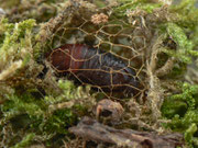 Crocallis elinguaria