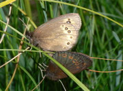Erebia medusa (Rundaugen-Mohrenfalter) / CH TI Gresso Monte 1426 m, 30. 05. 2011
