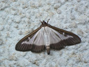 Cydalima perspectalis (Buchsbaum-Zünsler) / CH AG Merenschwand 393 m, 17. 08. 2017