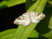 Epirrhoe molluginata (Graubrauner Labkrautspanner) / CH VS Münster, Minstigertal 1440 m, 29. 06. 2016