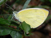 Pieris rapae (Kleiner Kohlweissling, Weibchen) / CH BE Hasliberg 1050 m, 21. 07. 2010