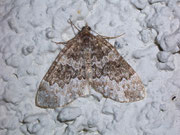 Thera variata (Veränderlicher Nadelholzspanner) / CH VS Zinal 1675 m, 28. 07. 2009