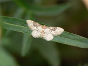 Idaea rusticata (Südlicher Zwergspanner) / CH BE Hasliberg 1050 m, 05. 07. 2014