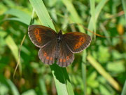 Erebia euryale adyte (Männchen) / CH OW Engelberg 1200 m, 31. 07. 2013