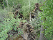 Wald bei Leppersdorf