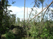 Wald bei Leppersdorf