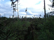 Wald bei Leppersdorf