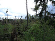 Wald bei Leppersdorf