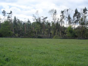 Wald bei Leppersdorf