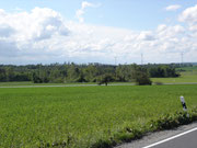 Wald bei Leppersdorf