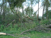 Wald bei Leppersdorf