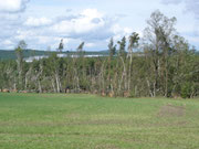 Wald bei Leppersdorf