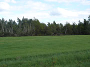 Wald bei Leppersdorf